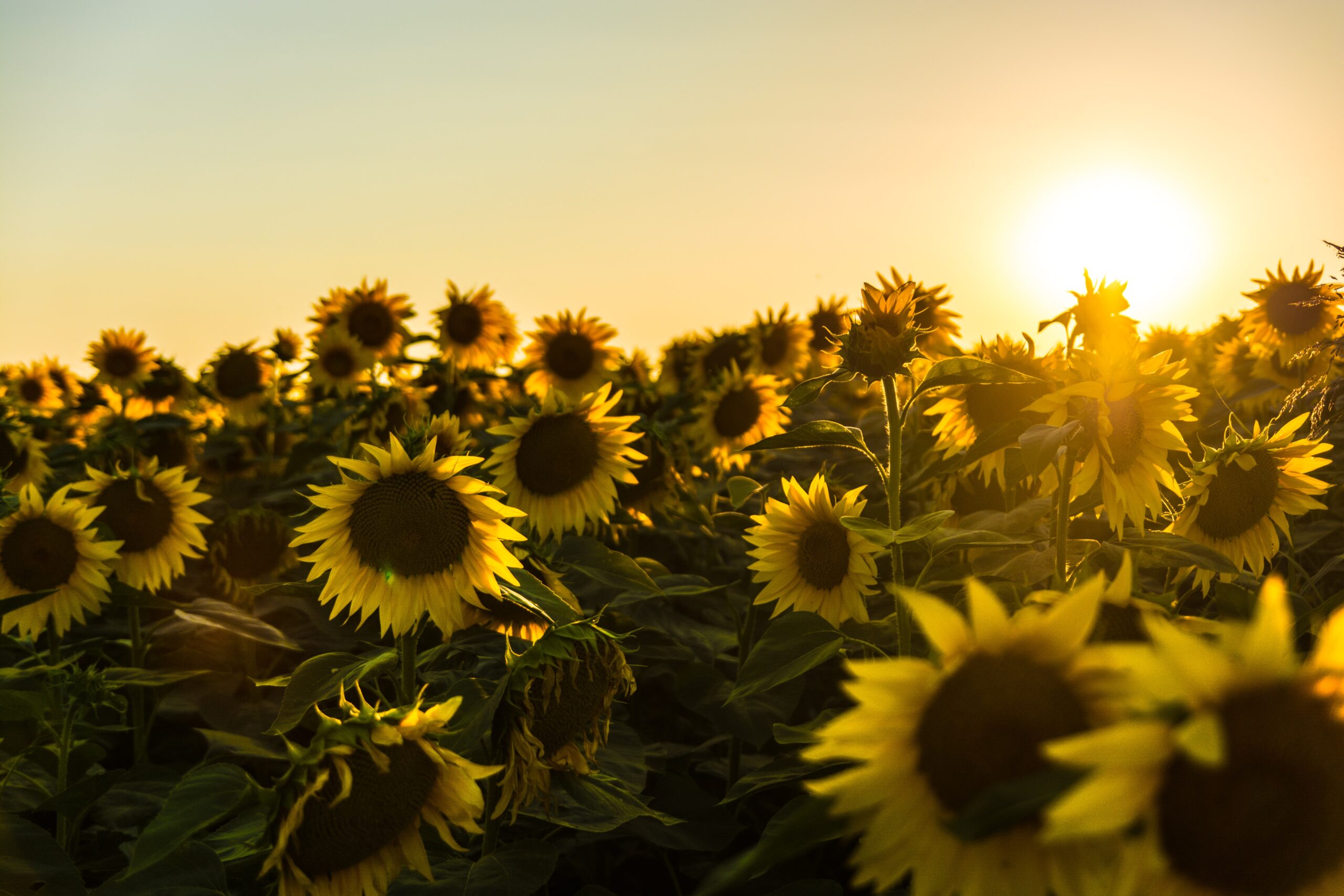 marko-blazevic-GFFGe2eGmiM-unsplash